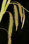 Great smokey mountain sedge